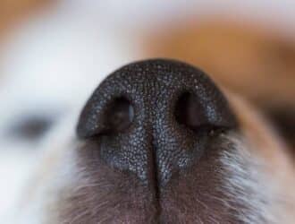 An extreme close-up view shows the black nose of a dog. White whiskers appear below the dog's nose.