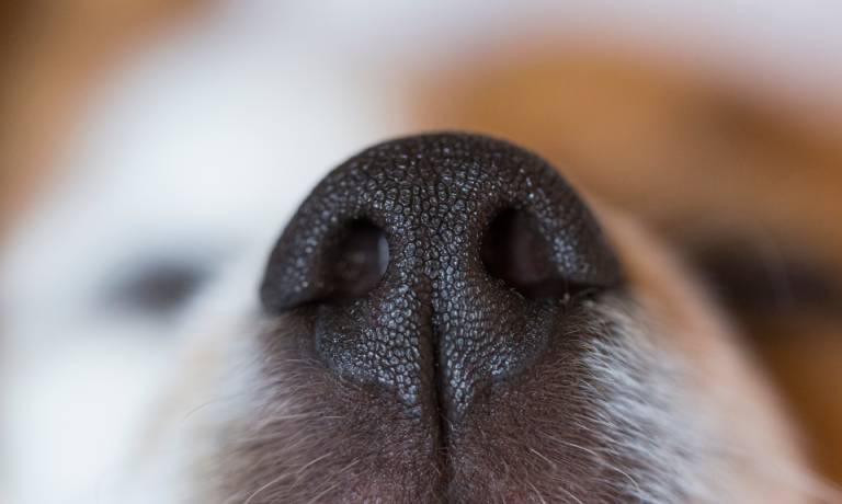 An extreme close-up view shows the black nose of a dog. White whiskers appear below the dog's nose.