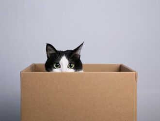 An adorable black and white cat sits in a cardboard box with its head poking over the side. The background is gray.