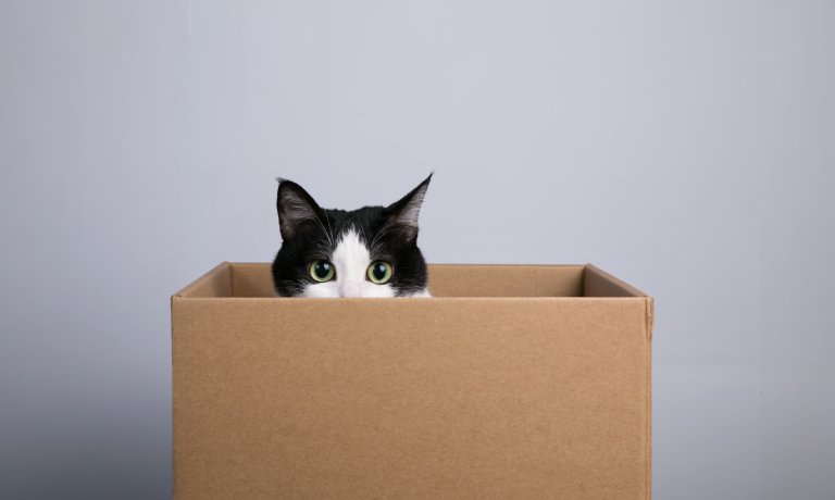 An adorable black and white cat sits in a cardboard box with its head poking over the side. The background is gray.