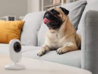 A small pug dog sits on a sofa with its tongue hanging out of its mouth. A surveillance camera sits on the coffee table.