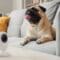 A small pug dog sits on a sofa with its tongue hanging out of its mouth. A surveillance camera sits on the coffee table.