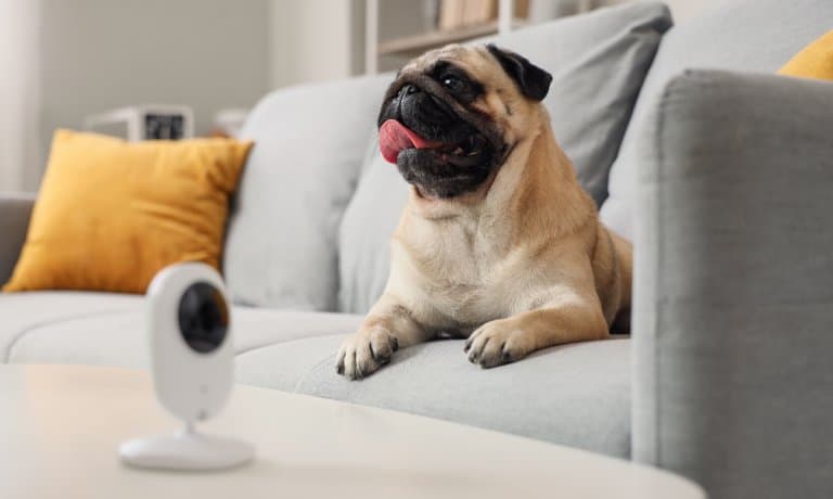 A small pug dog sits on a sofa with its tongue hanging out of its mouth. A surveillance camera sits on the coffee table.