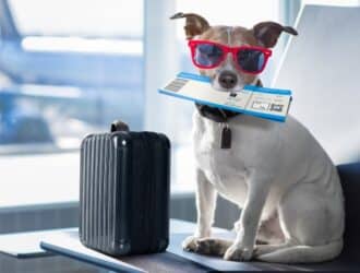 A Jack Russell dog wearing red sunglasses holds a plane ticket in its mouth. A black suitcase sits next to the dog.