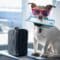 A Jack Russell dog wearing red sunglasses holds a plane ticket in its mouth. A black suitcase sits next to the dog.