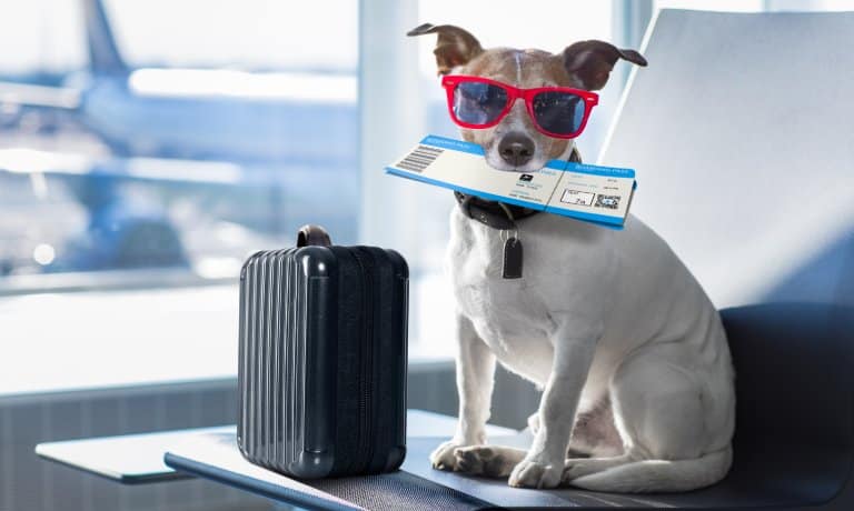 A Jack Russell dog wearing red sunglasses holds a plane ticket in its mouth. A black suitcase sits next to the dog.