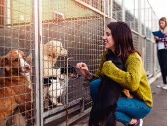 A young woman engages with four rescue dogs and an animal shelter worker stands next to metal dog kennels.