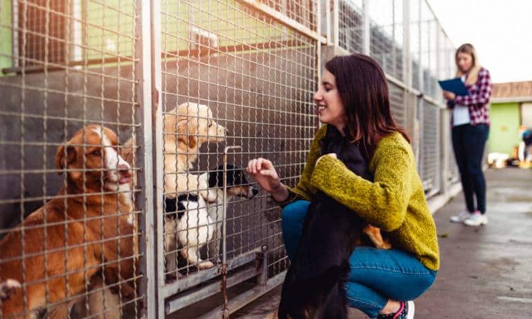 A young woman engages with four rescue dogs and an animal shelter worker stands next to metal dog kennels.