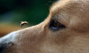 Is It Safe To Keep Bees With Dogs in the Home?