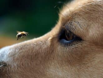 A close-up of a golden-haired dog looking at a honeybee hovering directly above their muzzle.