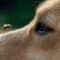 A close-up of a golden-haired dog looking at a honeybee hovering directly above their muzzle.