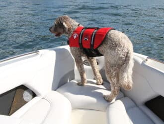 A gray and brown curly fur dog stands on a white cushion at the front of a boat. The water's edge appears in the distance.