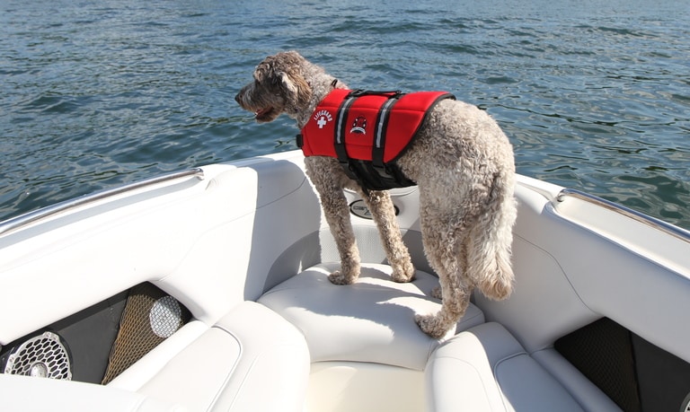 A gray and brown curly fur dog stands on a white cushion at the front of a boat. The water's edge appears in the distance.