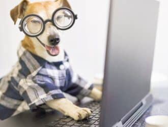 A tiny, adorable, terrier mix wearing glasses and resting his paws on a black laptop's keyboard on a desk.