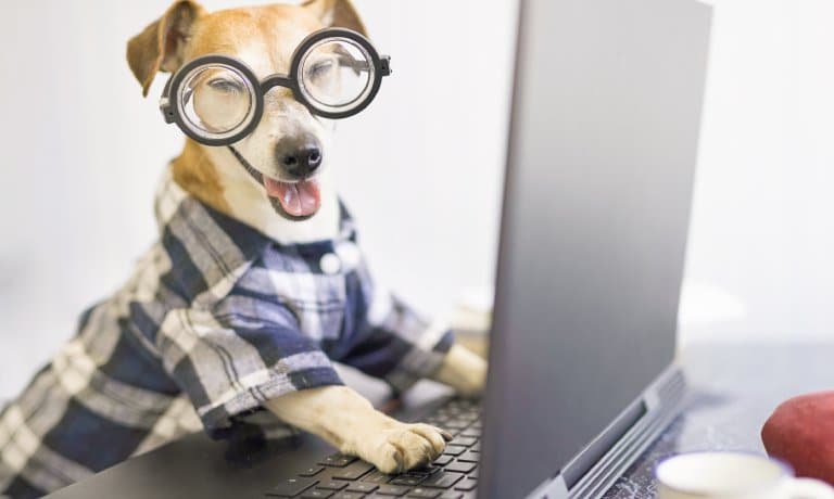 A tiny, adorable, terrier mix wearing glasses and resting his paws on a black laptop's keyboard on a desk.