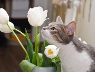 A gray and white cat is sniffing white tulips that sit in a white vase. The background is blurry.