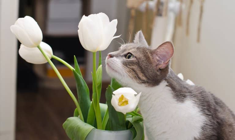 A gray and white cat is sniffing white tulips that sit in a white vase. The background is blurry.