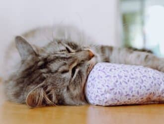 A gray domestic medium hair cat sleeping on a hardwood floor with its paw hugging a cylindrical cloth toy.