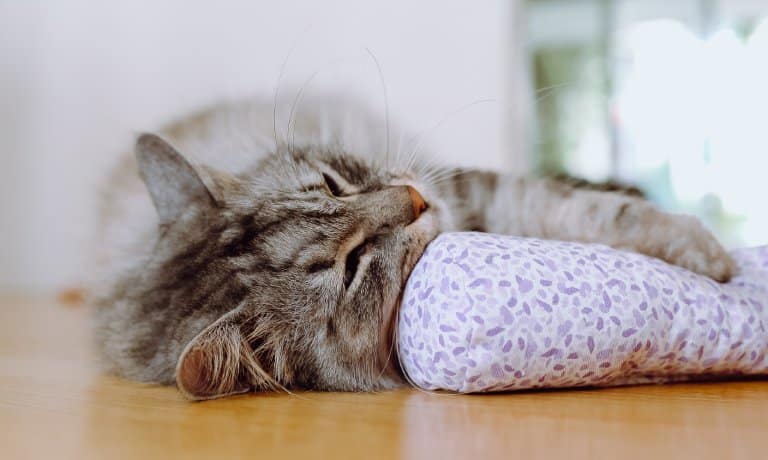 A gray domestic medium hair cat sleeping on a hardwood floor with its paw hugging a cylindrical cloth toy.