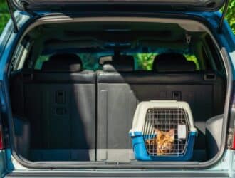 An orange cat lies down in a blue and tan-colored cat carrier in the trunk of a light-blue SUV. The sunshine hits the cat.