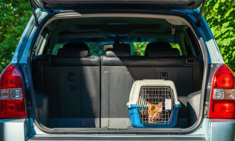 An orange cat lies down in a blue and tan-colored cat carrier in the trunk of a light-blue SUV. The sunshine hits the cat.