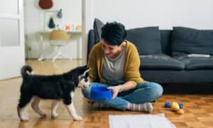 Bringing Your Dog Home: 4 Tips for New Pet Owners