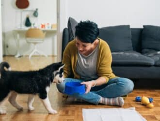 A woman sits on the floor next to dog toys and a puppy training pad to show a Siberian husky puppy a blue food bowl.