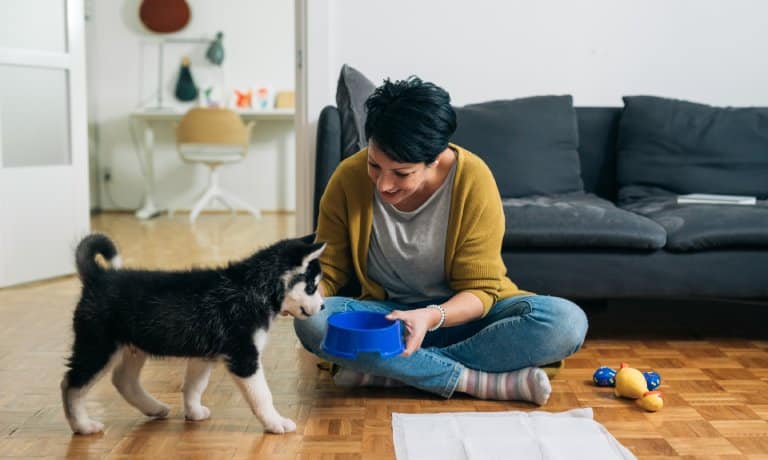 A woman sits on the floor next to dog toys and a puppy training pad to show a Siberian husky puppy a blue food bowl.