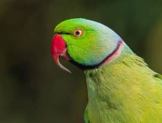 An adult rose-ringed parrot with a longer-than-normal beak, set against a blurred dark green background.