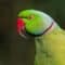 An adult rose-ringed parrot with a longer-than-normal beak, set against a blurred dark green background.