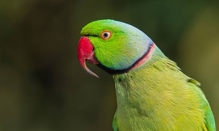 An adult rose-ringed parrot with a longer-than-normal beak, set against a blurred dark green background.