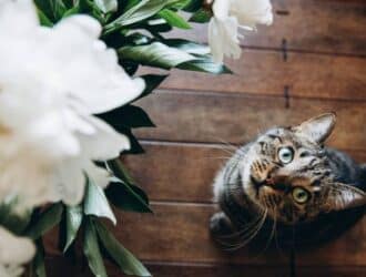 A tabby cat with mint green eyes staring up at the viewer while sitting on a wooden floor in front of large white flowers.