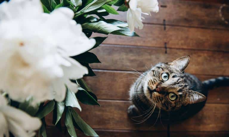 A tabby cat with mint green eyes staring up at the viewer while sitting on a wooden floor in front of large white flowers.