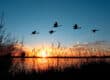 A small flock of five geese flying over a marsh as the sun rises or sets behind a partly-cloudy sky in the background.