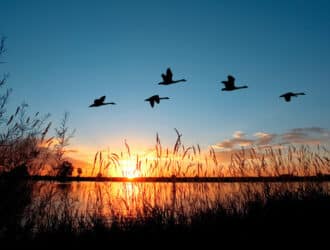 A small flock of five geese flying over a marsh as the sun rises or sets behind a partly-cloudy sky in the background.