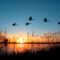 A small flock of five geese flying over a marsh as the sun rises or sets behind a partly-cloudy sky in the background.