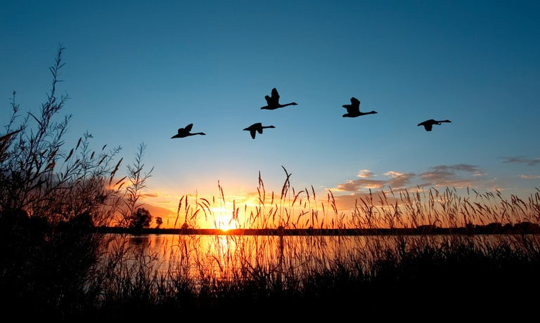 A small flock of five geese flying over a marsh as the sun rises or sets behind a partly-cloudy sky in the background.