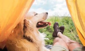 Tips and Tricks for Bringing Your Dog Camping