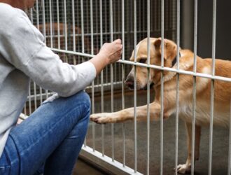 A woman crouches in front of the kennel of a retriever-like shelter dog, who is reaching a paw through the bars.