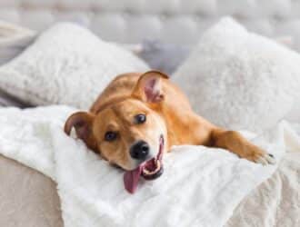 In the foreground, a dog with its tongue hanging out lounges on a bed. Pillows are visible in the background.