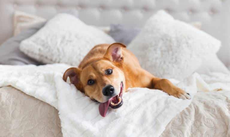 In the foreground, a dog with its tongue hanging out lounges on a bed. Pillows are visible in the background.