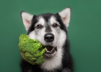 A grey and white dog with its ears perked up is in front of a green background, holding a piece of broccoli in its mouth.