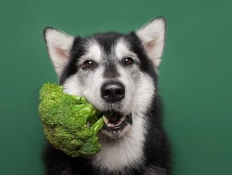 A grey and white dog with its ears perked up is in front of a green background, holding a piece of broccoli in its mouth.