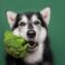 A grey and white dog with its ears perked up is in front of a green background, holding a piece of broccoli in its mouth.