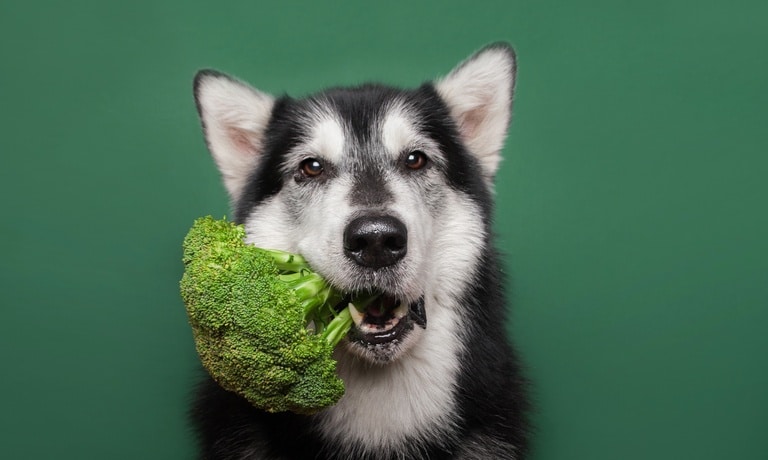 A grey and white dog with its ears perked up is in front of a green background, holding a piece of broccoli in its mouth.