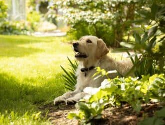 A happy yellow lab laying in the backyard of their home. They're hanging out in some bushes as the sun peaks through.