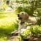 A happy yellow lab laying in the backyard of their home. They're hanging out in some bushes as the sun peaks through.