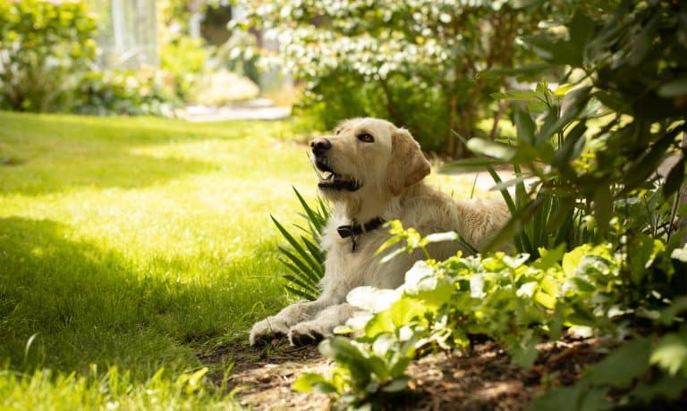 A happy yellow lab laying in the backyard of their home. They're hanging out in some bushes as the sun peaks through.