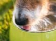 A close-up of a tan-and-white dog’s snout as it drinks water from a Chartreuse-colored bowl outside.