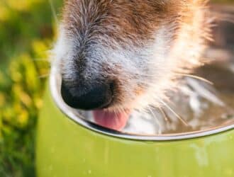 A close-up of a tan-and-white dog’s snout as it drinks water from a Chartreuse-colored bowl outside.